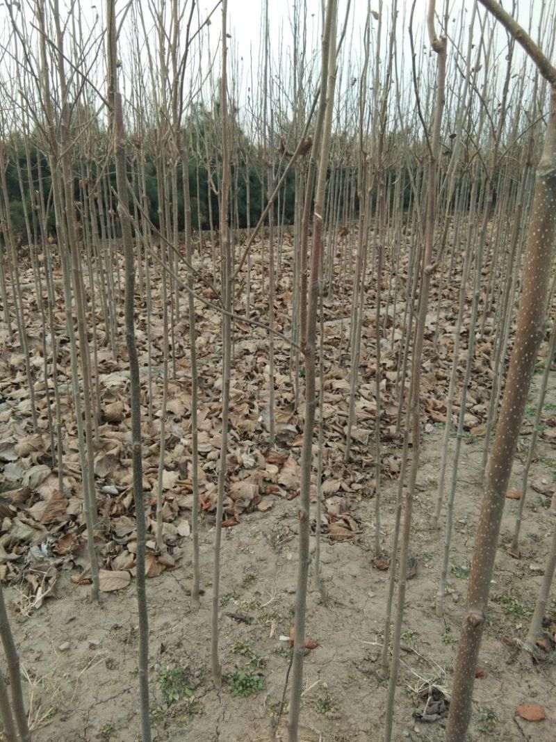 【山东玉兰树苗基地】紫玉兰白玉兰工程玉兰树红花大花玉兰