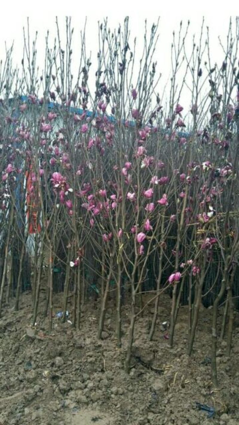 【山东玉兰树苗基地】紫玉兰白玉兰工程玉兰树红花大花玉兰