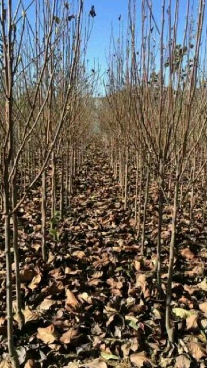 【山东玉兰树苗基地】紫玉兰白玉兰工程玉兰树红花大花玉兰