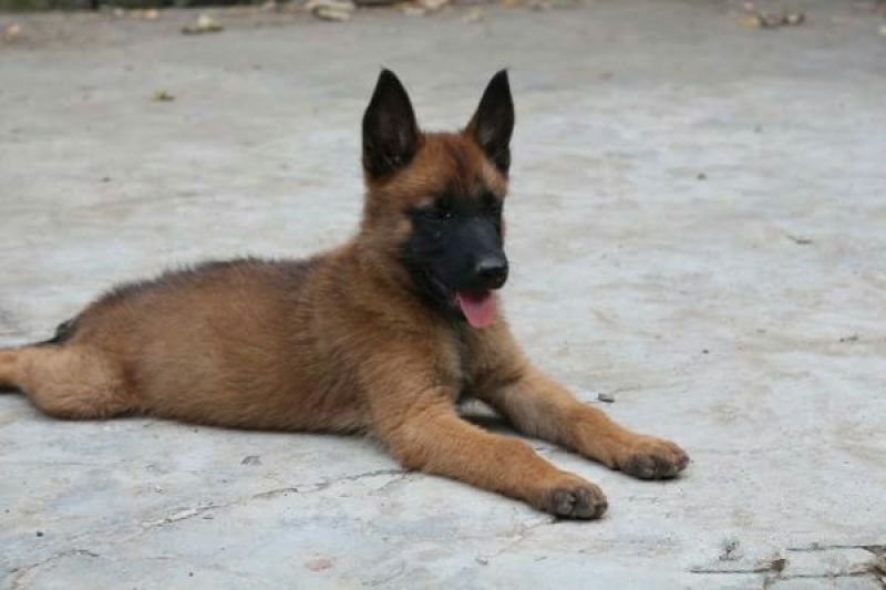 马犬公