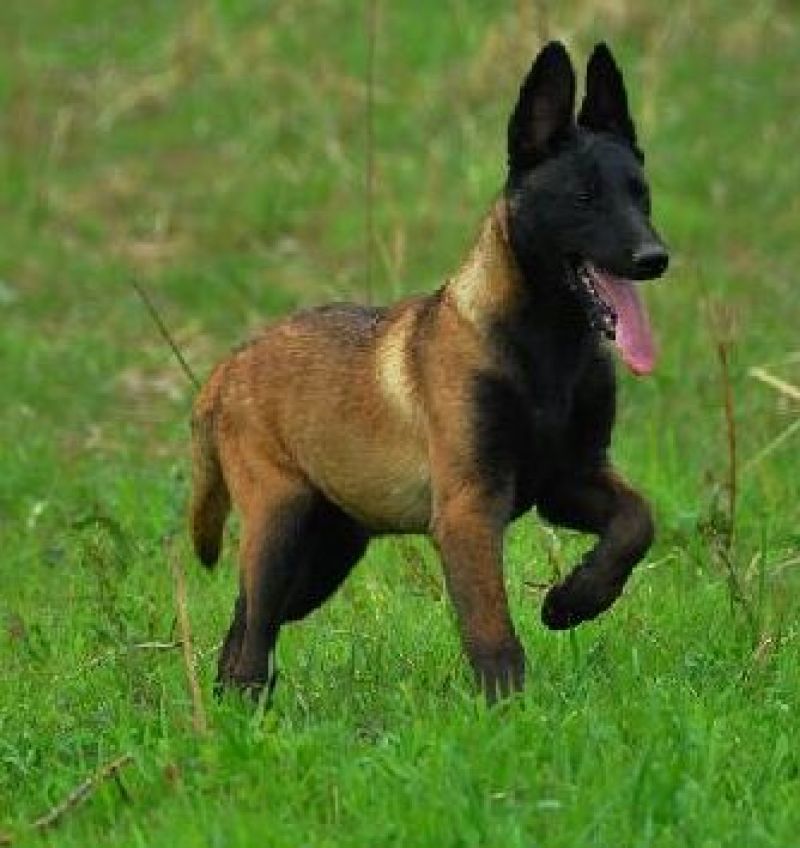马犬公
