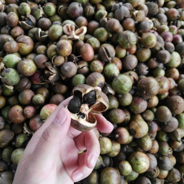山茶果中籽