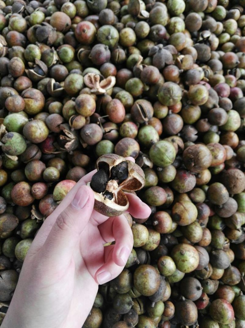 山茶果中籽