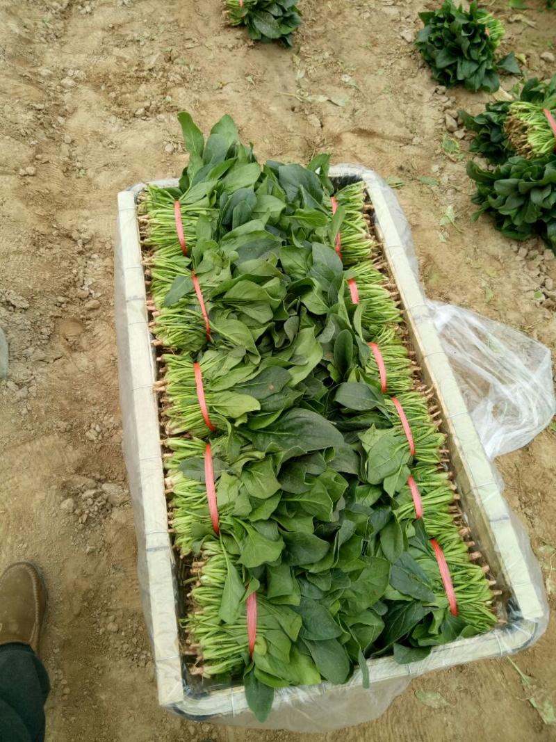 越冬菠菜25~30厘米