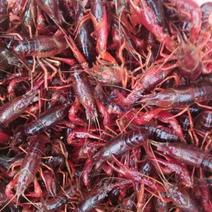 小龙虾与成鱼混养4-6钱（20-30克）食用活虾