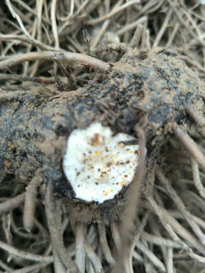 苍术种苗，北仓，朱砂点苍术，好管理，效益高，提供技术管理