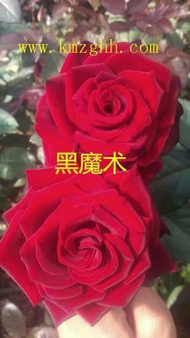 月季苗10cm以下
