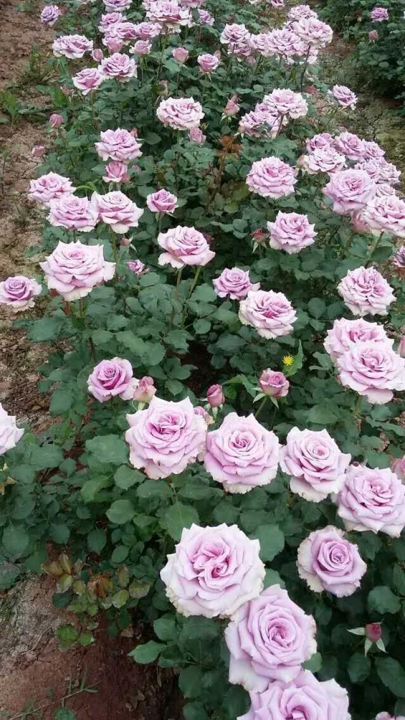 月季苗10cm以下