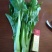 菜苔30~40cm