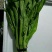 菜苔30~40cm