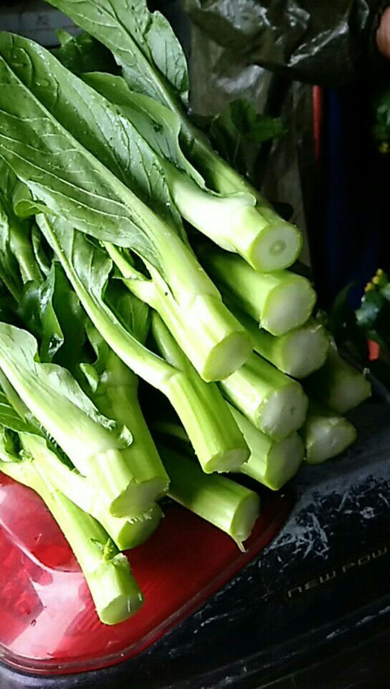 菜苔30~40cm