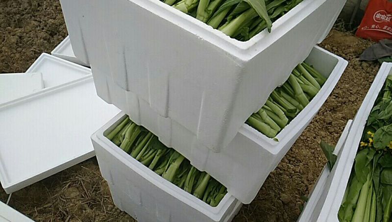 菜苔30~40cm