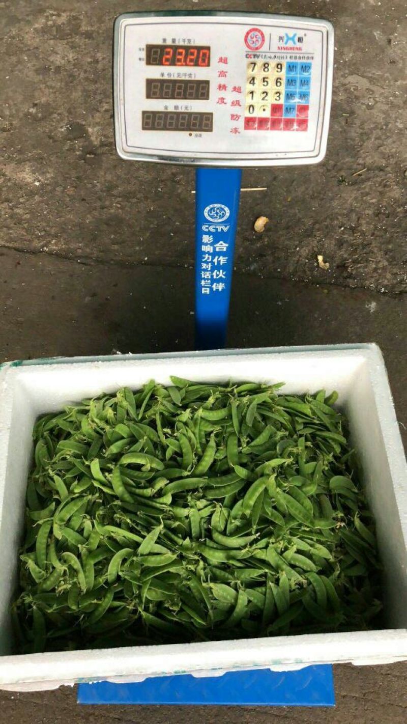 荷兰豆未饱满