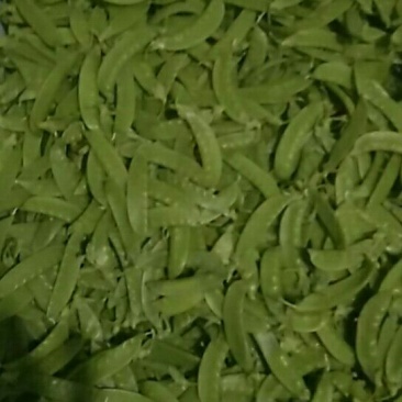 荷兰豆未饱满