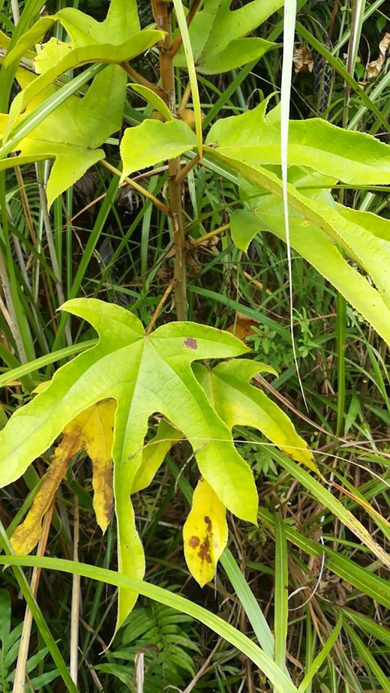 五指毛桃统块