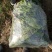 秋菠菜20~25厘米