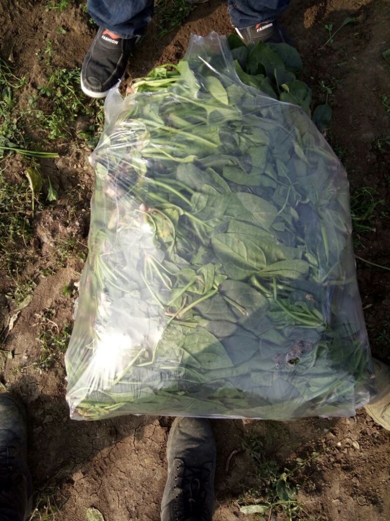 秋菠菜20~25厘米