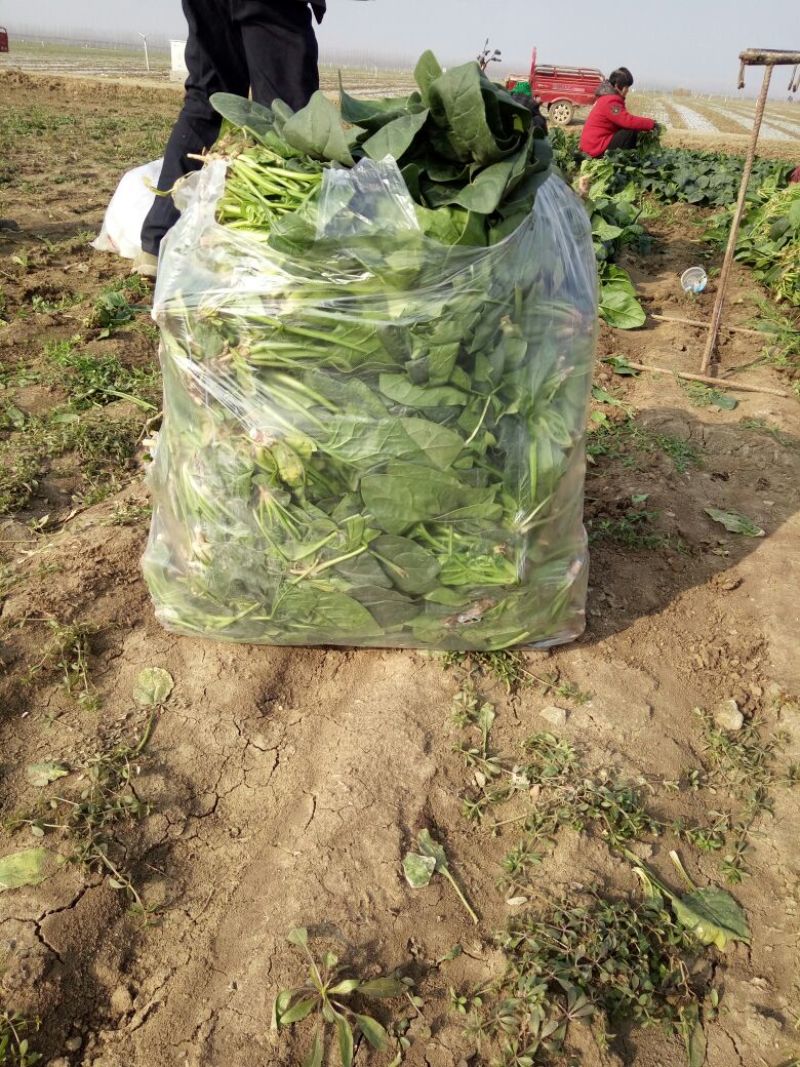 秋菠菜20~25厘米