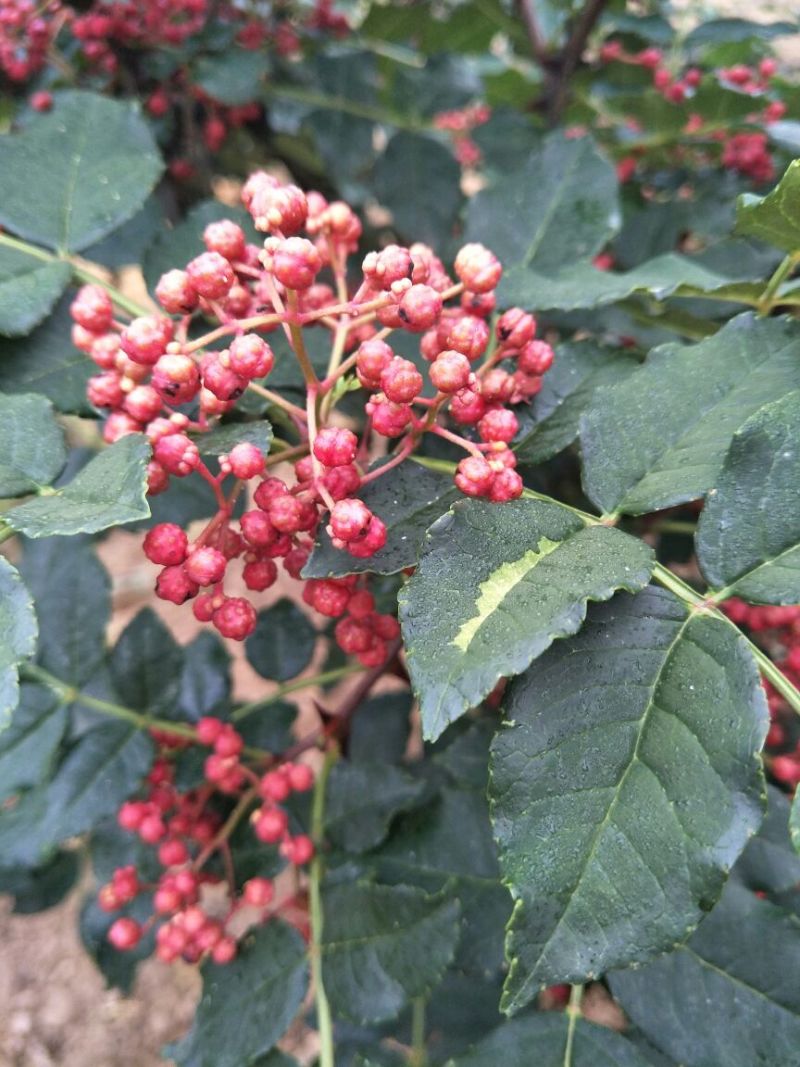 大红袍花椒特级干