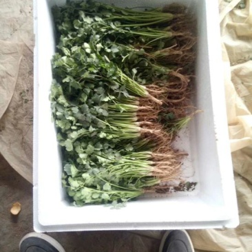小叶香菜20~30厘米