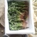 小叶香菜20~30厘米