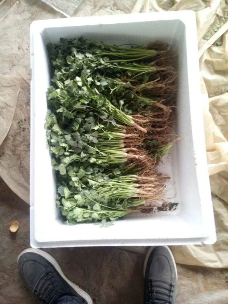 小叶香菜20~30厘米