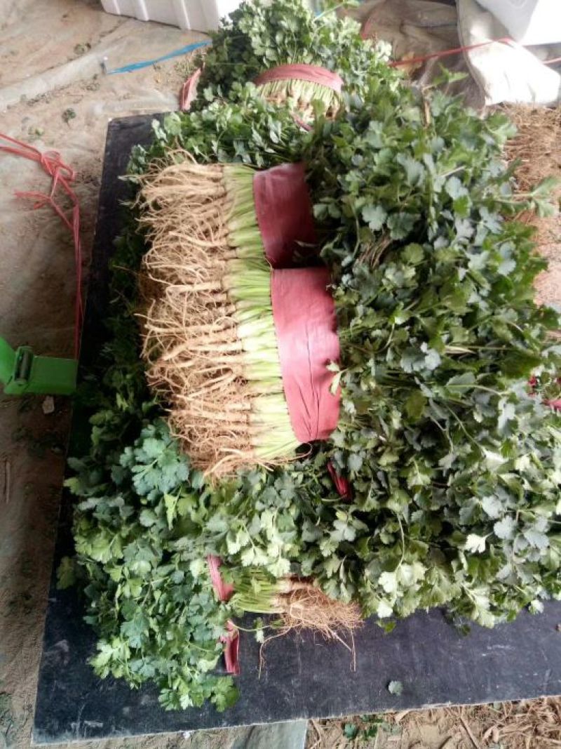 小叶香菜20~30厘米