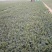 小叶香菜20~30厘米