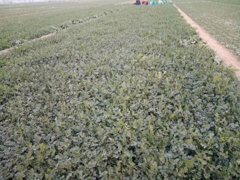 小叶香菜20~30厘米