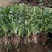 小叶香菜20~30厘米