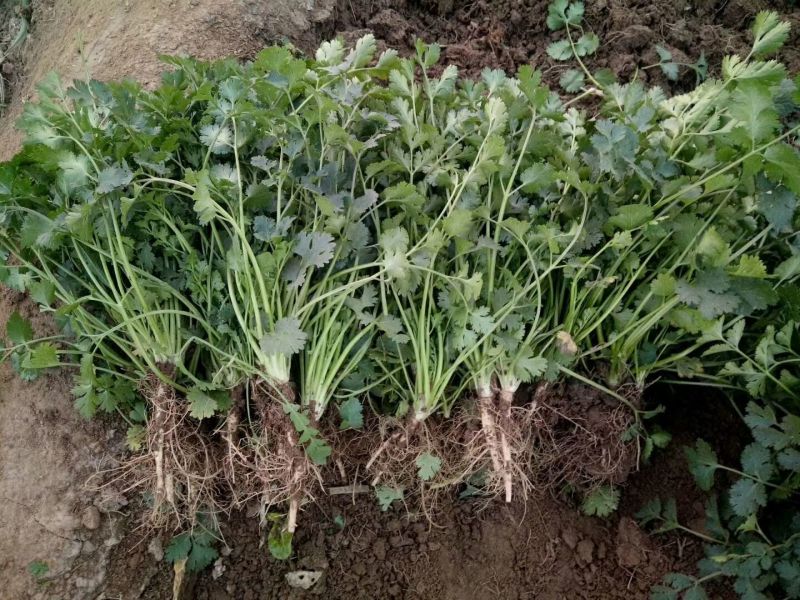 小叶香菜20~30厘米