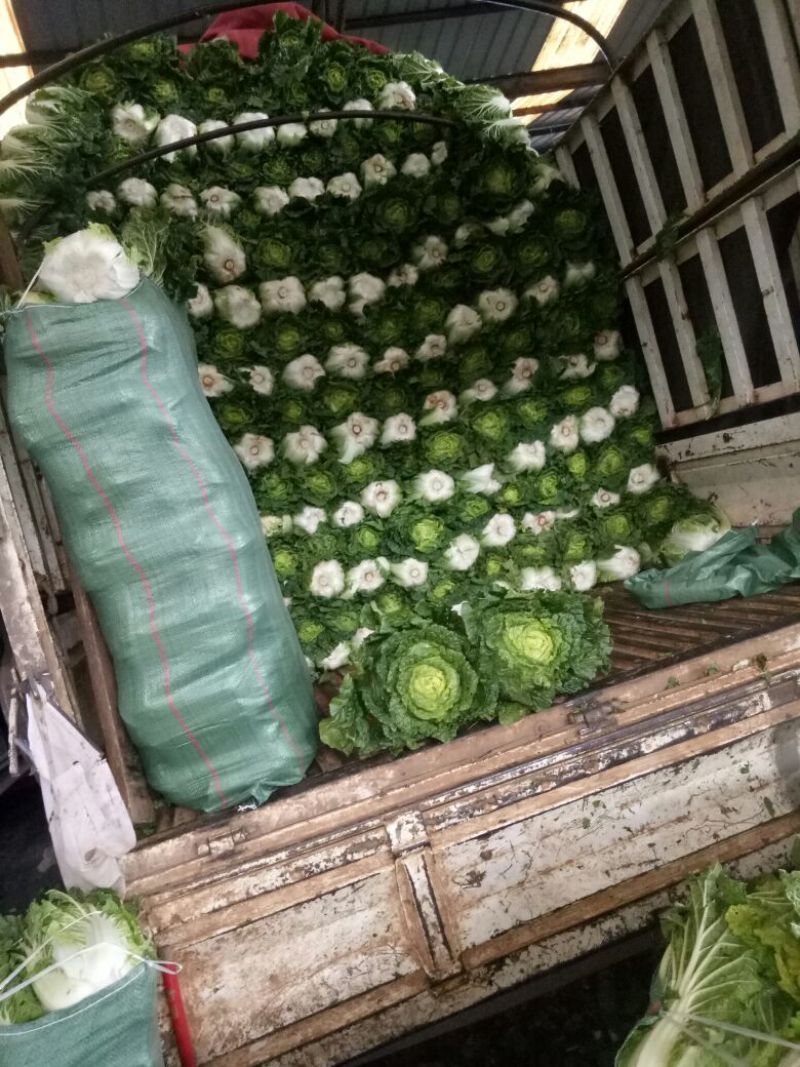 菊锦春白菜4~6斤毛菜