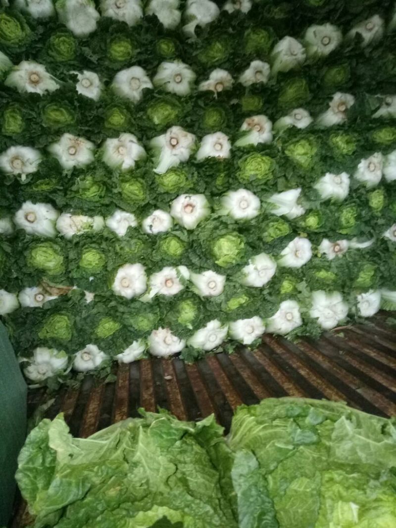 菊锦春白菜4~6斤毛菜