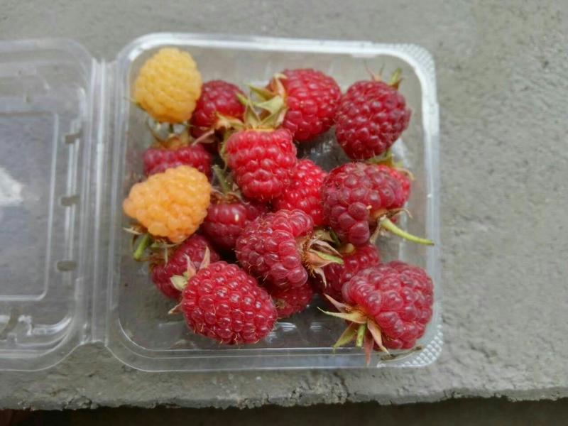 树莓苗10~30cm双季黄树莓苗黄树莓苗