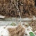 猕猴桃苗砧木实生苗猕猴桃野生猕猴桃原生苗