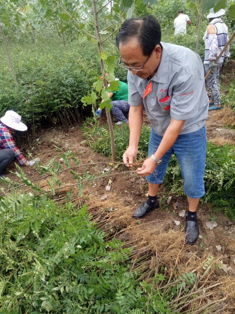 【精选】花椒苗大红袍花椒苗技术成活率高量大从优