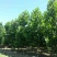 法桐小苗
