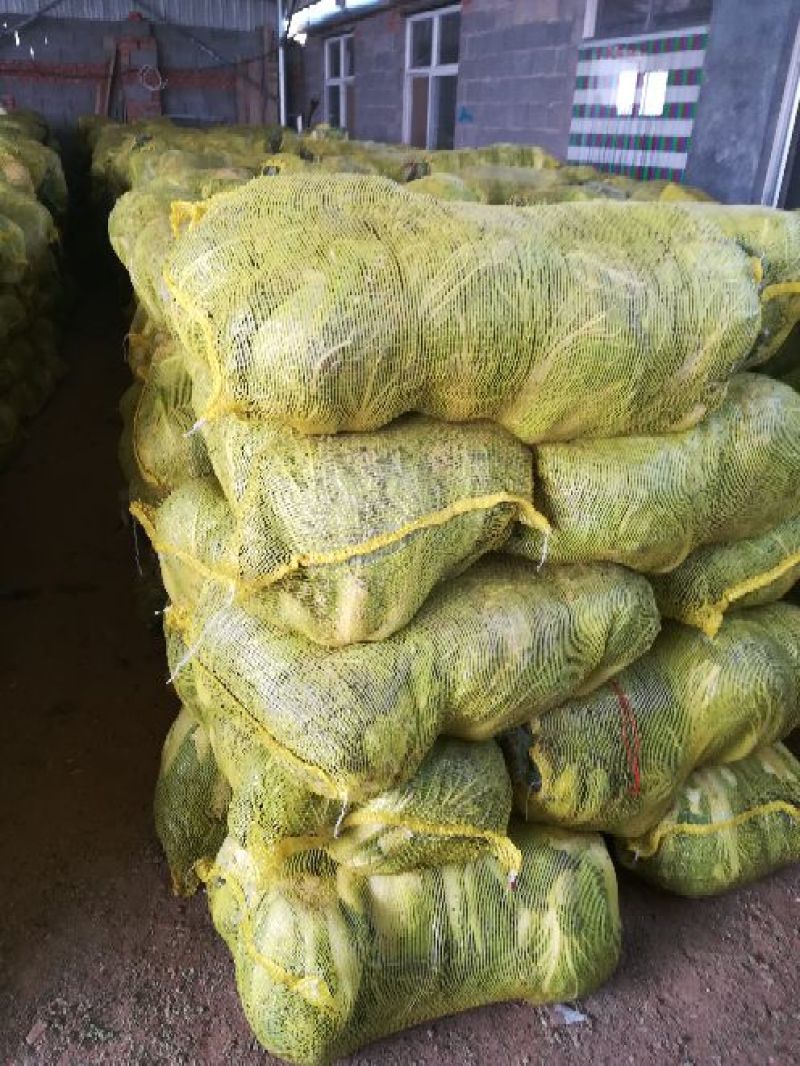大白菜7斤以上毛菜