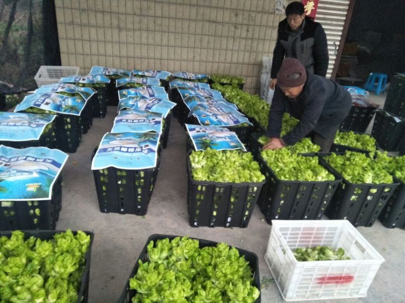儿菜5两以上