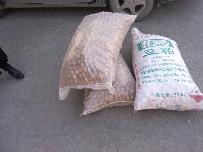 薄皮核桃去皮30mm以上籽仁饱满基地直供