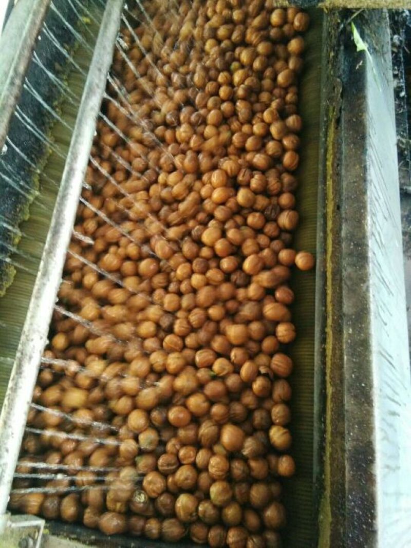 薄皮核桃去皮30mm以上籽仁饱满基地直供