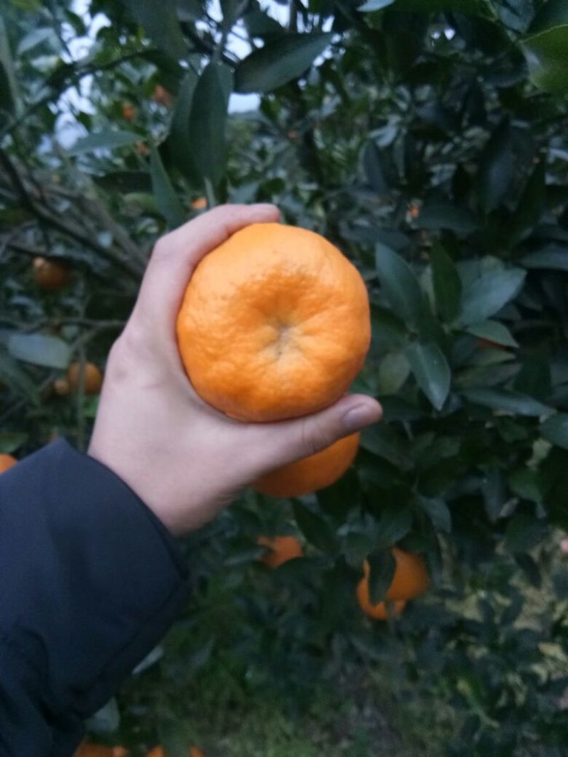 资中椪柑，色味顶棒
