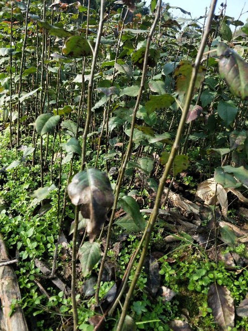 杜梨苗实生梨苗梨砧木实生梨树苗棠梨树苗