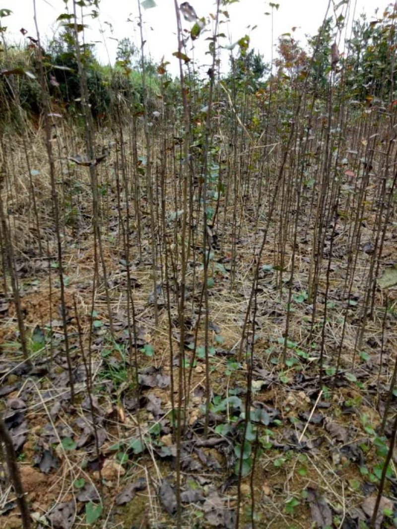 杜梨苗实生梨苗梨砧木实生梨树苗棠梨树苗