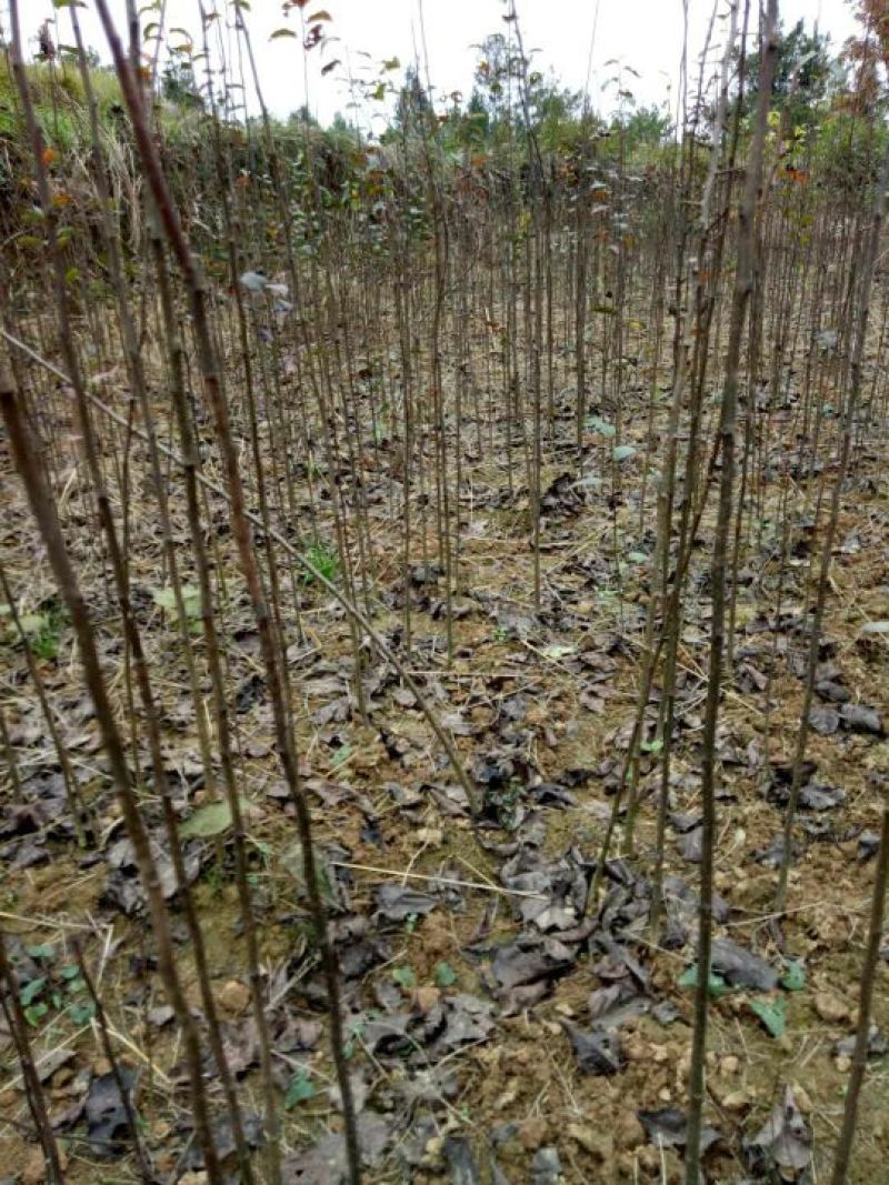 杜梨苗实生梨苗梨砧木实生梨树苗棠梨树苗