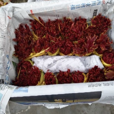 香椿芽20cm以下，香椿发起地，红油香椿芽基地