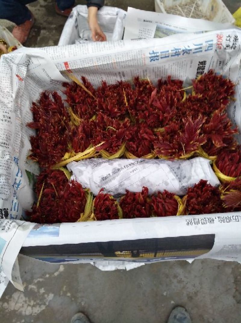 香椿芽20cm以下，香椿发起地，红油香椿芽基地
