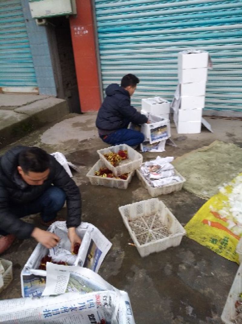 香椿芽20cm以下，香椿发起地，红油香椿芽基地