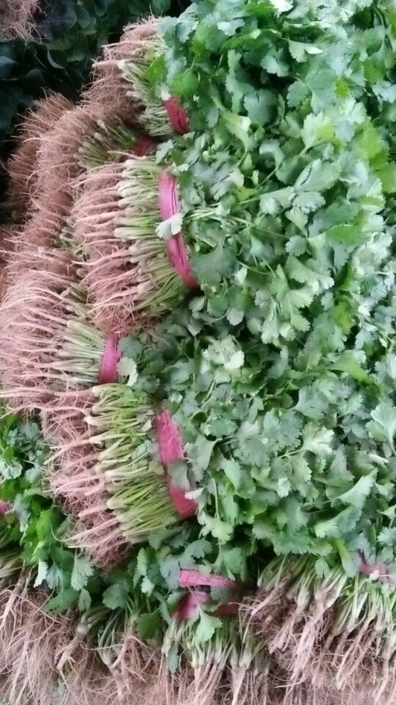大叶香菜20~30厘米