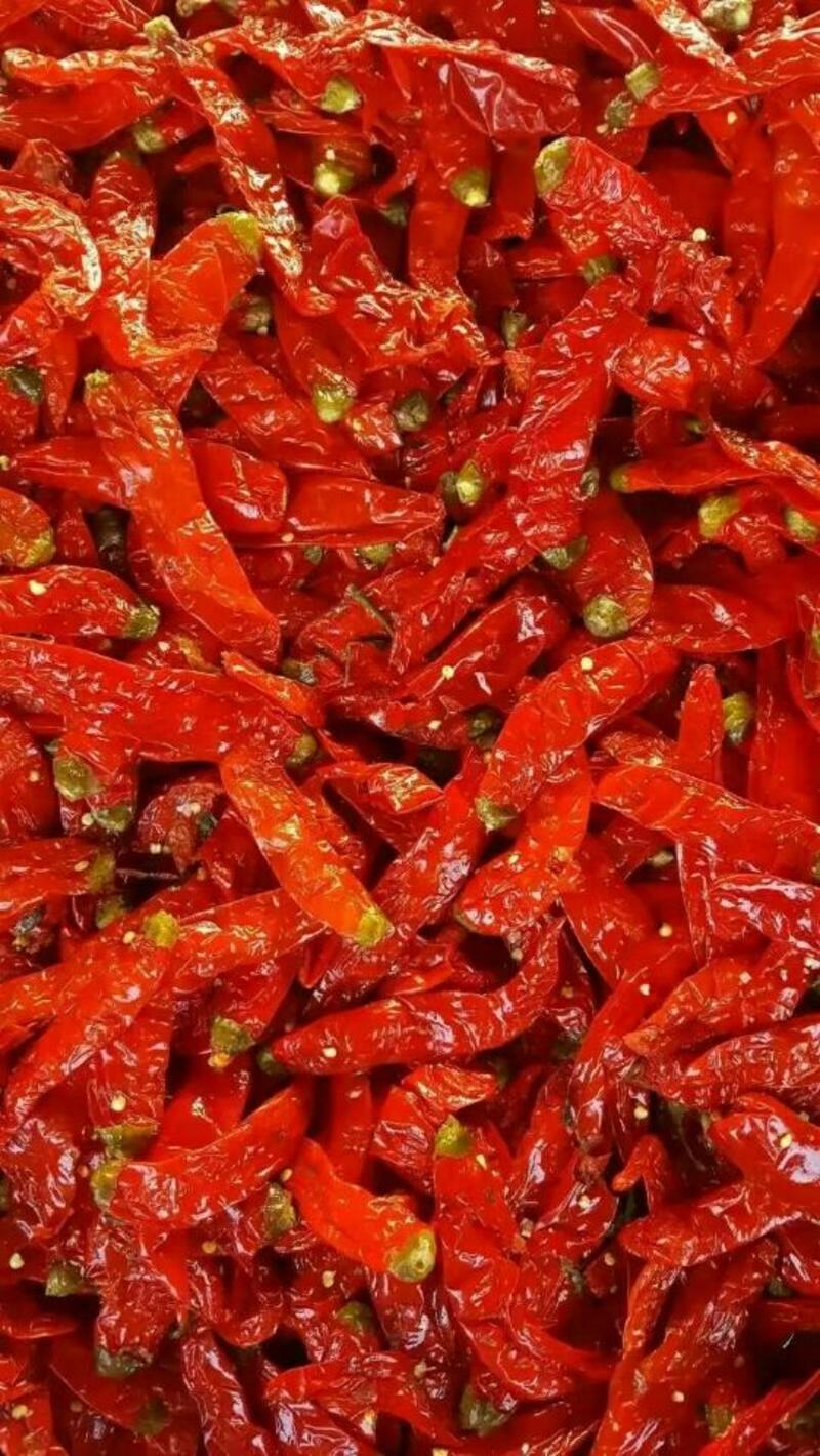 泡椒辣椒5~10厘米中辣红